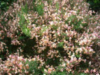 /album/bloemen/afbeelding-020-jpg/